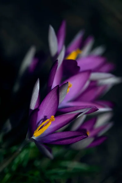 蜜蜂采蜜 紫色选择的作物 番红花 乌克兰人草原上的紫色番红花 藏红花 报春花的布什 花红花 暗色背景下的红花 — 图库照片