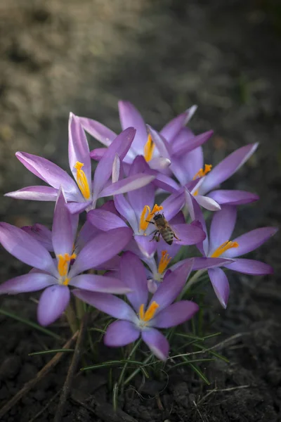 시체를 합니다 선택적 Crocus Crocus 꽃입니다 우크라이나 초원의 보라색 크로커스 — 스톡 사진