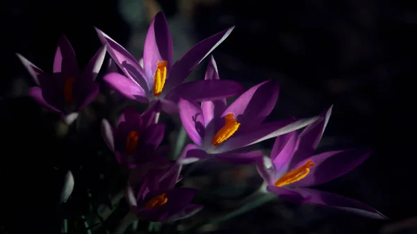 蜂は蜜を集めます 紫色の選択的クロッカス ウクライナの手順で紫色のクロッカス スパイスのためのサフラン 開花サフラン 暗い背景にサフラン — ストック写真