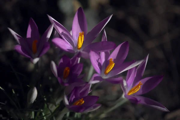 蜂は蜜を集めます 紫色の選択的クロッカス ウクライナの手順で紫色のクロッカス スパイスのためのサフラン 開花サフラン 暗い背景にサフラン — ストック写真