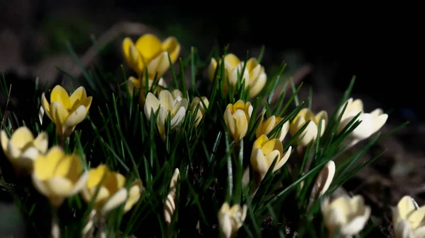 藏红花的特写 用番红花装饰的美丽草坪 春天的第一花 黄色的庄稼 乌克兰草原上的黄色的番红花 藏红花 番红花 — 图库照片