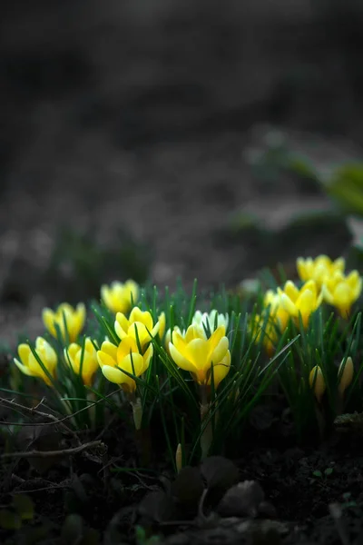 Close Saffron Picturesque Lawn Crocuses Spring First Flower Yellow Crocus — Stock Photo, Image
