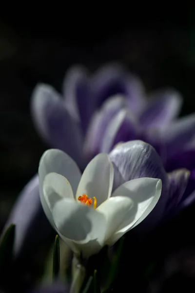 크로커스가 피카소 잔디밭 최초의 화이트 Crocus Selection Saffron Primroses Spring — 스톡 사진