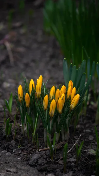 Yellow Saffron Delicate Crocus First Spring Flowers Flower 닫습니다 꽃봉오리는 — 스톡 사진