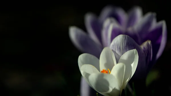 Мальовничий Газон Крокусами Весняна Перша Квітка Біла Крупа Вибір Шафрану — стокове фото