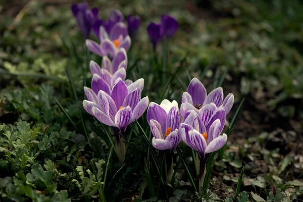 サフランの選択 プリムスの再現 紫色の選択的クロッカス プリムスの茂み 開花サフラン — ストック写真