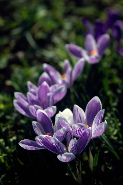 サフランの選択 プリムスの再現 紫色の選択的クロッカス プリムスの茂み 開花サフラン — ストック写真