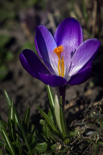 サフランのクローズアップ 繊細な春の花 サフランの孤独な花 紫色の選択的な十字 — ストック写真