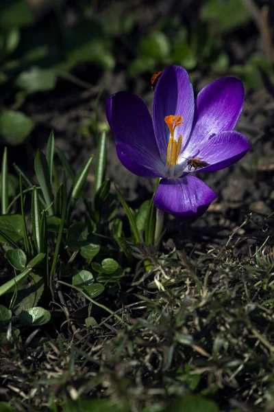 사진입니다 꽃입니다 외로운 Saffron Purple Crocus Flowing Saffron — 스톡 사진
