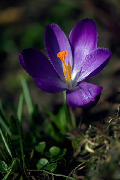 藏红花的特写 精致的春花 孤独的藏红花 紫色选择的作物 开花的藏红花 — 图库照片