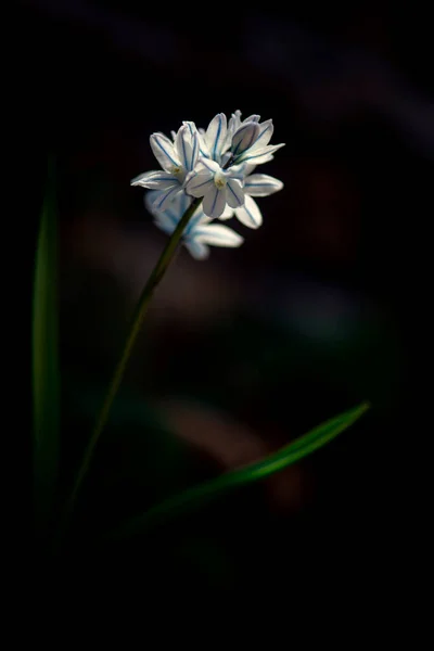 Den Mest Attraktiva Våren Primross Pushkin Blomma Latin Puschkinia Ljus — Stockfoto