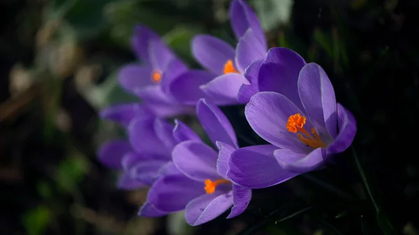 サフランの蒸留 プリムスの再現春の繊細な花 庭のサフラン — ストック写真
