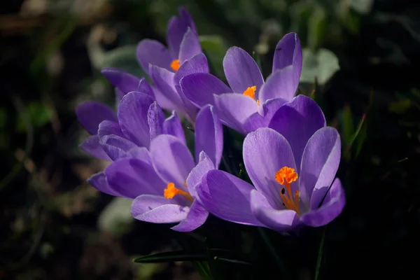 Destylacja Szafranu Reprodukcja Pierwiastków Spering Delikatny Kwiat Saffron Ogrodzie — Zdjęcie stockowe