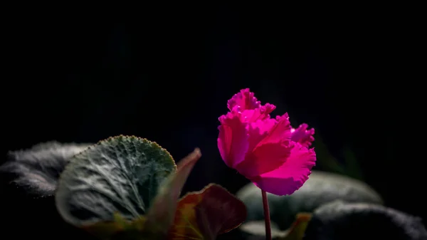 Blume Rosa Auf Dunklem Hintergrund Frühlingsblume — Stockfoto