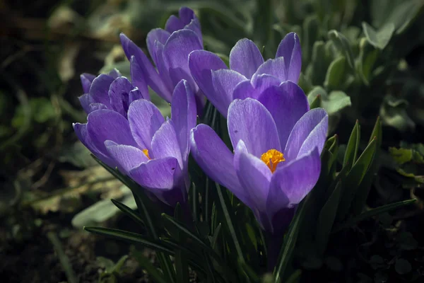 Destylacja Szafranu Reprodukcja Pierwiastków Spering Delikatny Kwiat Saffron Ogrodzie — Zdjęcie stockowe