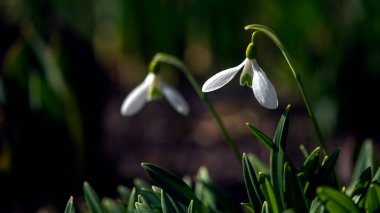 Zarif arkadaşlar. Primrose. kar damlası uzun ömürlü bir ailedir. Beyaz bahar çiçeği. Bu çiçek Ukrayna 'nın Kırmızı Kitabı' nda..
