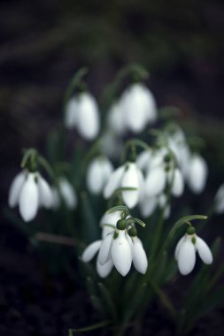 Zarif arkadaşlar. Primrose. kar damlası uzun ömürlü bir ailedir. Beyaz bahar çiçeği. Bu çiçek Ukrayna 'nın Kırmızı Kitabı' nda..