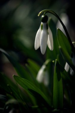 Bahar nazikçe, beyaz çiçek. Kar taneleri. Çiçekler. Bahçe için ilk bahar çiçekleri..