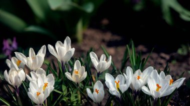 Crocus 'lu güzel bir çimenlik. Baharın ilk çiçeği. Beyaz güveç. Çuha çiçekleri..