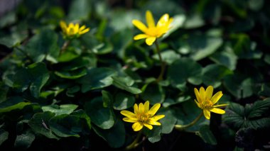 Bahar çiçekleri, alışveriş merkezleri, sarı prizler. Orman çimlerinde çiçekler..