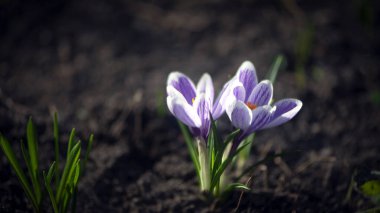  Safranın damıtılması, primrosların üretilmesi. Narin çiçeklerin çoğalması. Bahçedeki çiçekler..