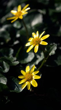 Eudicots bir grup belirsiz rütbedir. Sarı çiçek. Orman çiçeği..