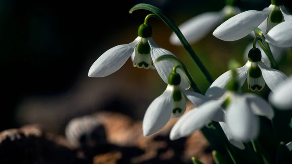 stock image Elegant buds.Primrose.Spring snowdrop is a perennial family. White spring flower. This flower is in the Red Book of Ukraine.