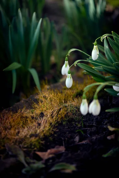 부드러운 Snowdrop Primrose Primroses 정원을 — 스톡 사진