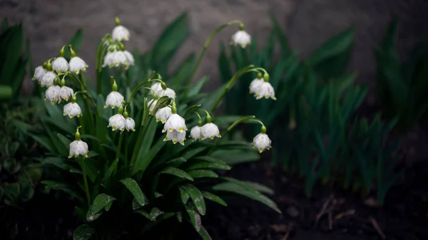 春の穏やかな 白い花 スノードロップ プリムローズ 庭のための最初の春の花 — ストック写真