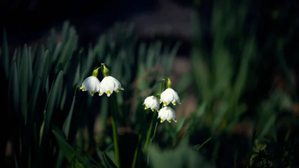 Весна Ніжна Біла Квітка Сніг Первоцвіт Приморози Перші Весняні Квіти — стокове фото