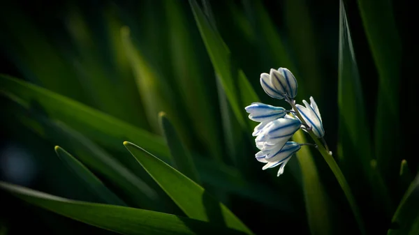 꽃이요 부드럽고 꽃이요 Snowdrop Primrose Primroses 정원을 — 스톡 사진