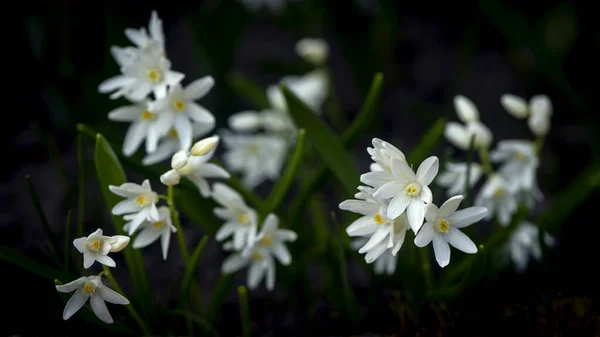 小さな白い小葉 森の芝生の上の花 — ストック写真