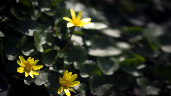 Весняні Первоцвіти Малі Жовті Первоцвіти Квіти Лісовій Галявині — стокове фото