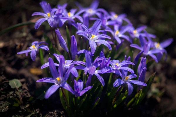 Das Gerüst Ist Zweiblättrig Frühlingsprimeln Blumen Auf Dem Waldrasen — Stockfoto