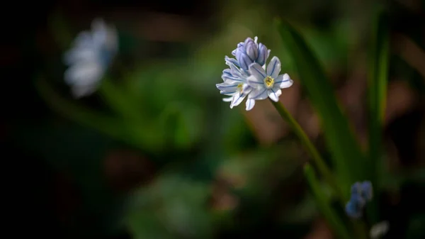 Malé Bílé Prvočípky Květiny Lesním Trávníku Jarní Jemný Bílý Květ — Stock fotografie