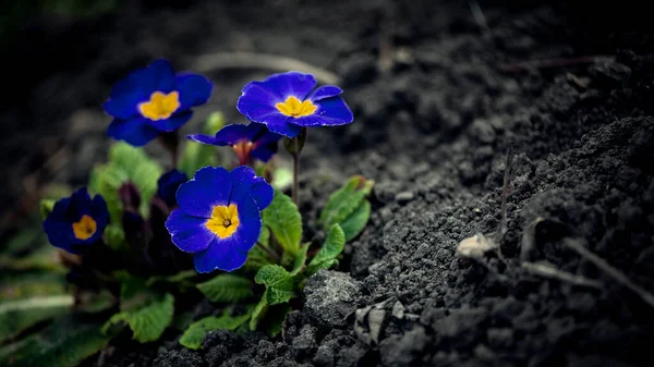 정원의 프림로즈 안토스 Spring Blue Primrose Medicinal 정원에서 Primroses 프리아모스 — 스톡 사진