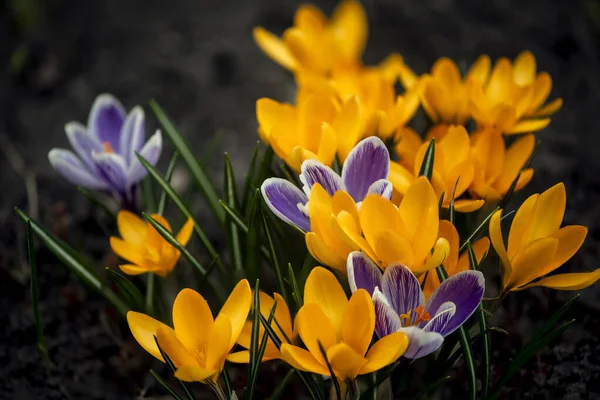 Malowniczy Trawnik Krokusami Wiosna Pierwszy Kwiat — Zdjęcie stockowe