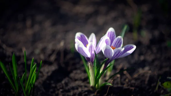 Дистиляція Шафрану Розмноження Первоцвітів Весна Ніжна Квітка Шафран Саду — стокове фото