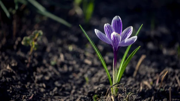 사프란의 Primroses Spring Delicate Flower Saffron Garden — 스톡 사진