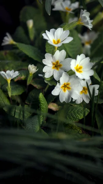 草原上的花朵 普通的报春花 德文郡的象征 — 图库照片