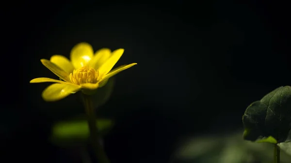 Eudicots Grupą Nieokreślonego Stopnia Yellow Flower Forest Kwiat — Zdjęcie stockowe