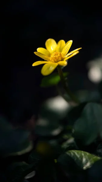Eudicots Είναι Μια Ομάδα Απροσδιόριστο Rank Yellow Flower Forest Λουλούδι — Φωτογραφία Αρχείου