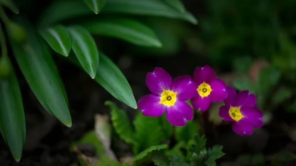 Garden Primroses Primrose Polyanthus Primroses Spring Blue Primrose Medicinal Healing — Stock Photo, Image
