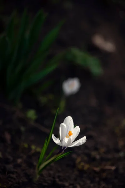 Дистиляція Шафрану Розмноження Первоцвітів Весна Ніжна Квітка Шафран Саду — стокове фото