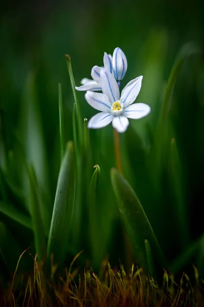 Pequenos Prímulas Brancas Flores Gramado Floresta Primavera Suave Flor Branca Fotografia De Stock