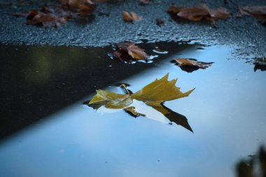 Akçaağaç yaprağı bir su birikintisinde yansıyor, Doğu Yakası, Kuzey Redmond, Washington