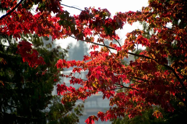 Fall Seasons Northwest Maples Seattle Washington — Stock Photo, Image