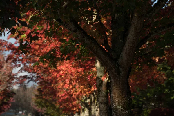 Красные Оранжевые Тона Кленовой Листве Вудбридж Северный Редмонд Вашингтон — стоковое фото