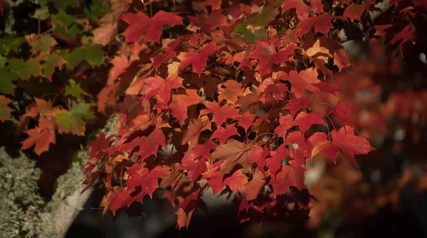 Rot Und Orangetöne Auf Ahornblättern Woodbridge Northern Redmond Washington — Stockfoto