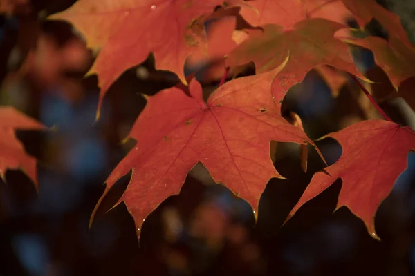 Rot Und Orangetöne Auf Ahornblättern Woodbridge Northern Redmond Washington — Stockfoto